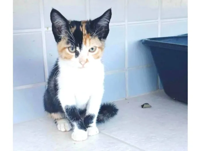Gato ra a SRD-ViraLata idade 2 a 6 meses nome PANDORA