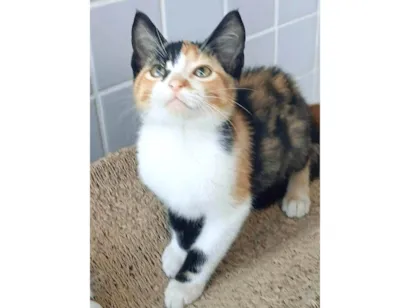 Gato raça SRD-ViraLata idade 2 a 6 meses nome PANDORA