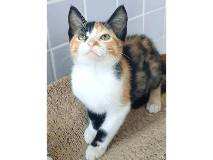 Gato ra a SRD-ViraLata idade 2 a 6 meses nome PANDORA