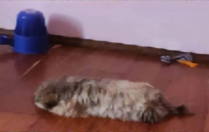 Cachorro ra a Shitzu idade 2 anos nome Lana