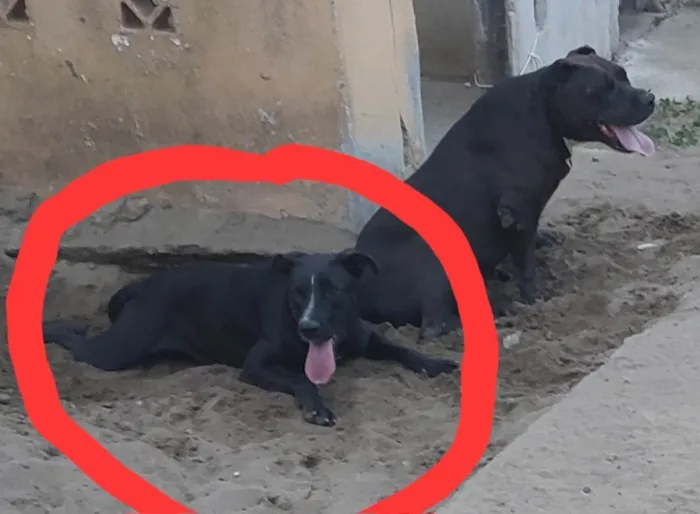 Cachorro ra a SRD-ViraLata idade 2 anos nome LINDA
