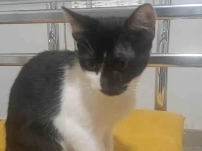 Gato ra a SRD-ViraLata idade 2 a 6 meses nome Oreo