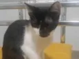 Oreo