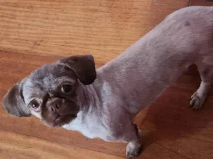 Cachorro raça Shitzu idade 1 ano nome Esme