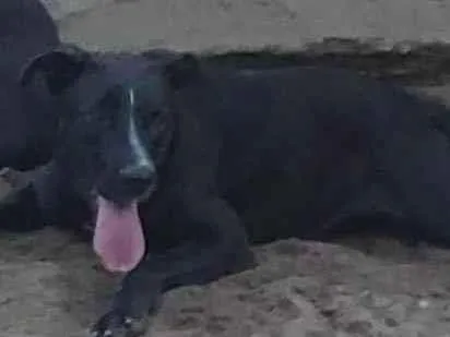 Cachorro ra a SRD-ViraLata idade 2 anos nome LINDA