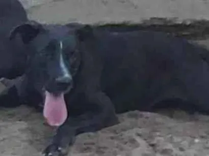 Cachorro raça SRD-ViraLata idade 2 anos nome LINDA