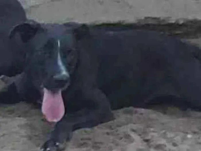 Cachorro ra a SRD-ViraLata idade 2 anos nome LINDA