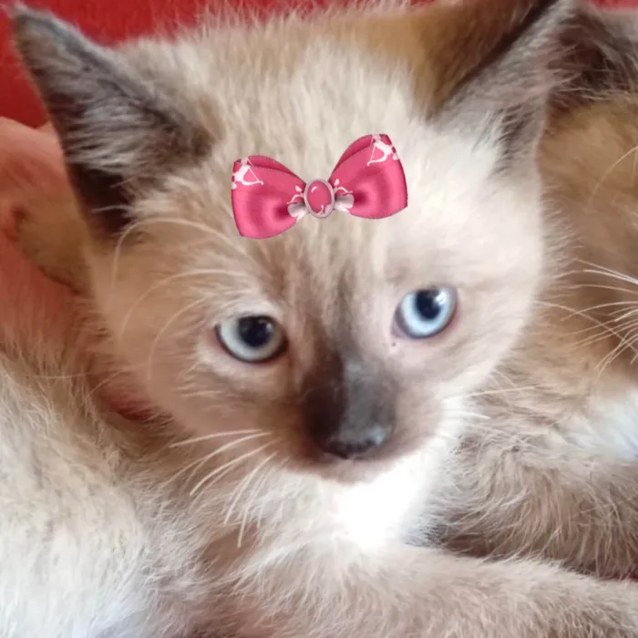 Gato ra a Siamês idade 2 a 6 meses nome Cristal 