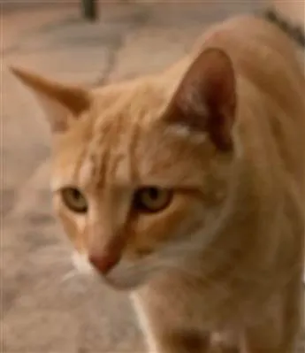 Gato raça SRD-ViraLata idade 2 a 6 meses nome Marlon 