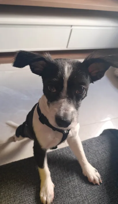 Cachorro raça SRD-ViraLata idade 7 a 11 meses nome Athena 