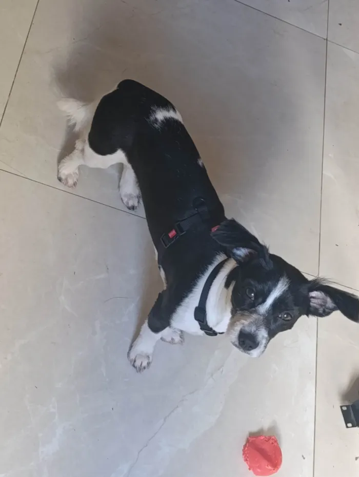 Cachorro ra a SRD-ViraLata idade 7 a 11 meses nome Athena 