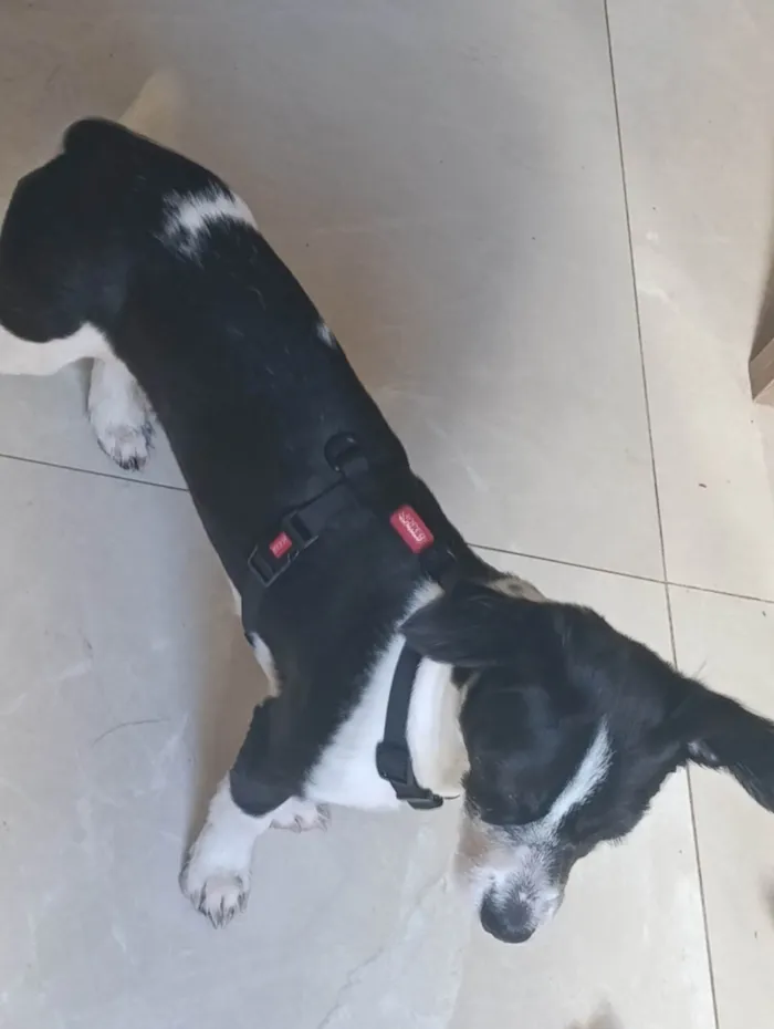 Cachorro ra a SRD-ViraLata idade 7 a 11 meses nome Athena 