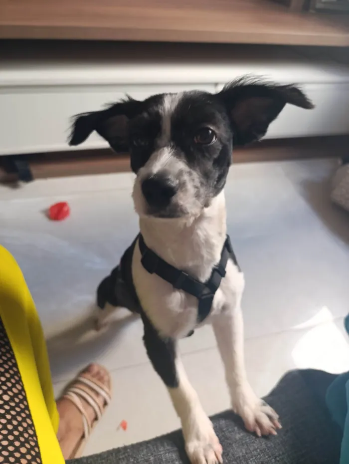 Cachorro ra a SRD-ViraLata idade 7 a 11 meses nome Athena 