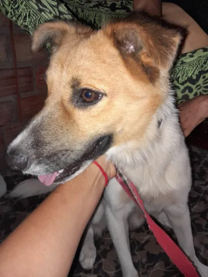 Cachorro raça SRD-ViraLata idade 2 anos nome Boris