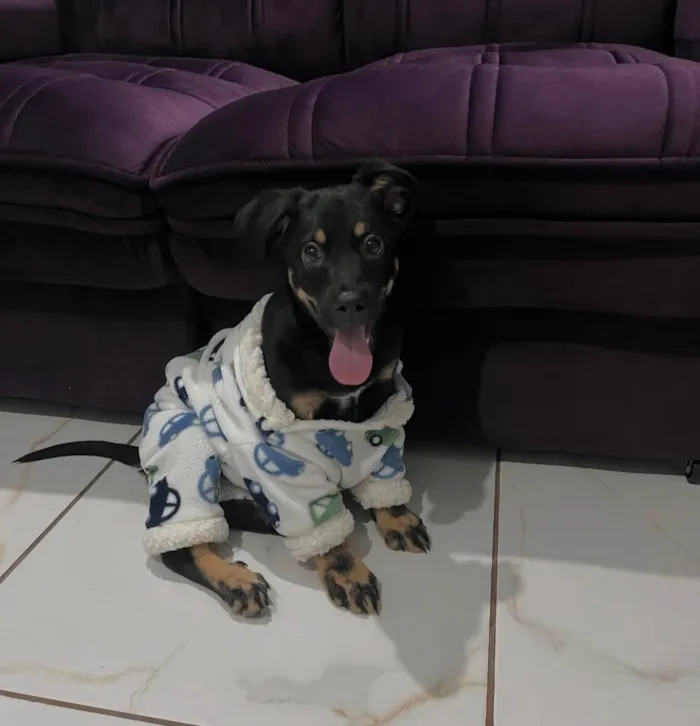 Cachorro ra a SRD-ViraLata idade 2 a 6 meses nome Apollo