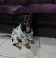 Apollo
