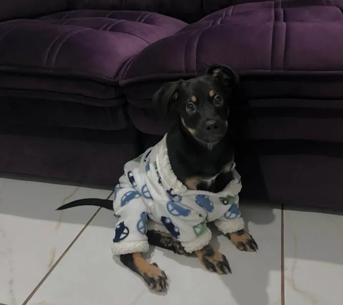 Cachorro ra a SRD-ViraLata idade 2 a 6 meses nome Apollo