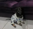 Apollo