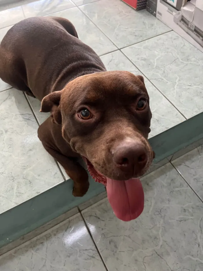 Cachorro ra a Pit-Bull idade 1 ano nome Odete