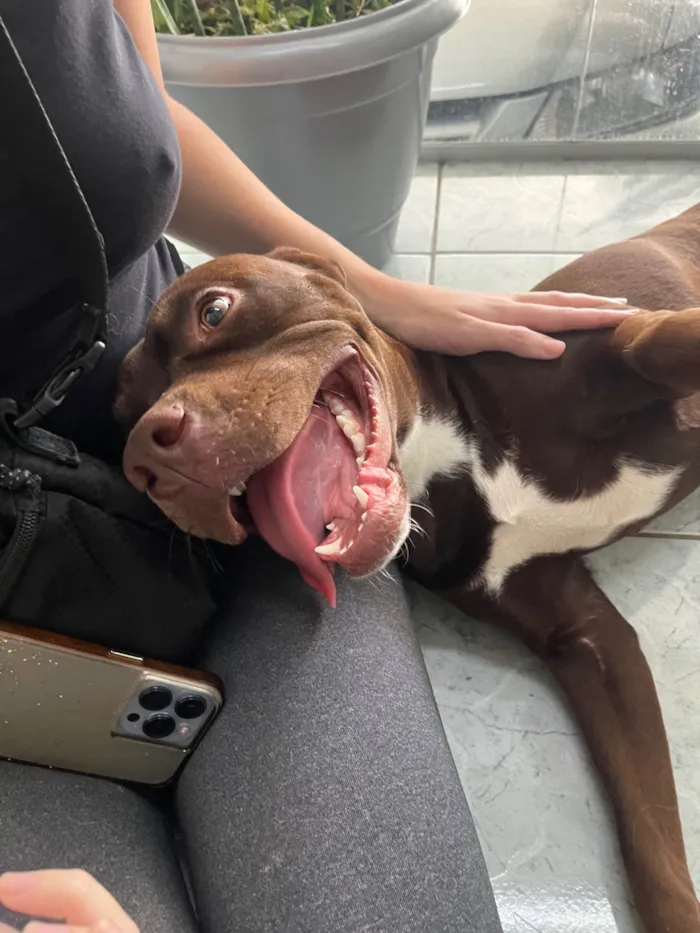 Cachorro ra a Pit-Bull idade 1 ano nome Odete