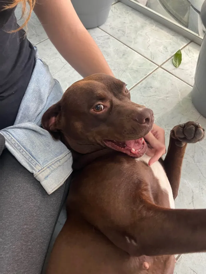 Cachorro ra a Pit-Bull idade 1 ano nome Odete
