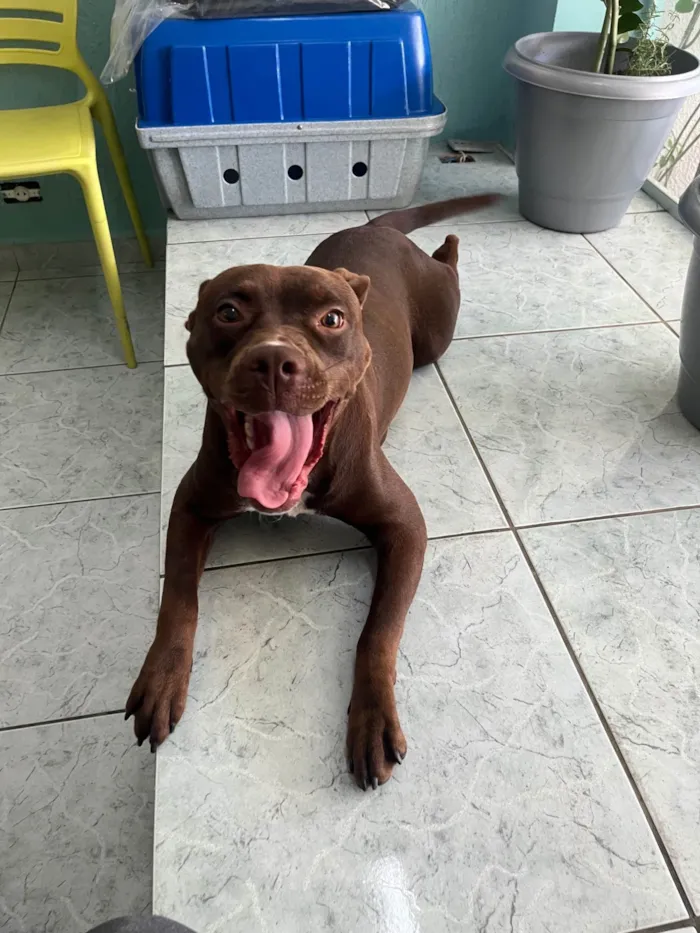 Cachorro ra a Pit-Bull idade 1 ano nome Odete