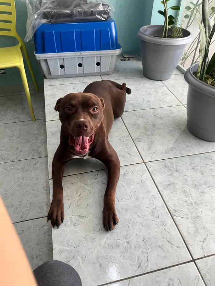 Cachorro ra a Pit-Bull idade 1 ano nome Odete
