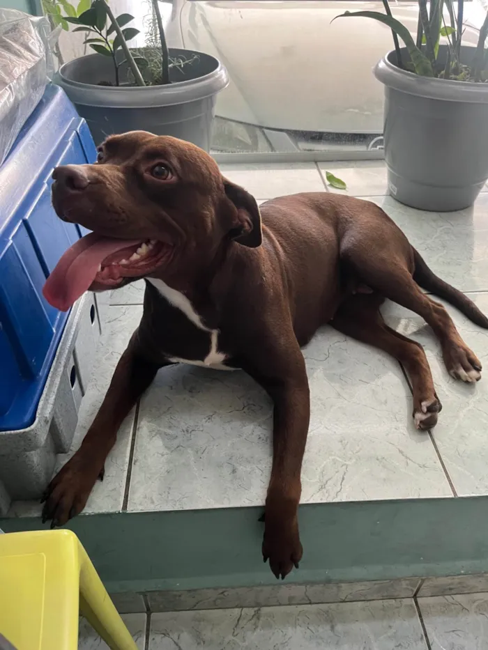 Cachorro ra a Pit-Bull idade 1 ano nome Odete