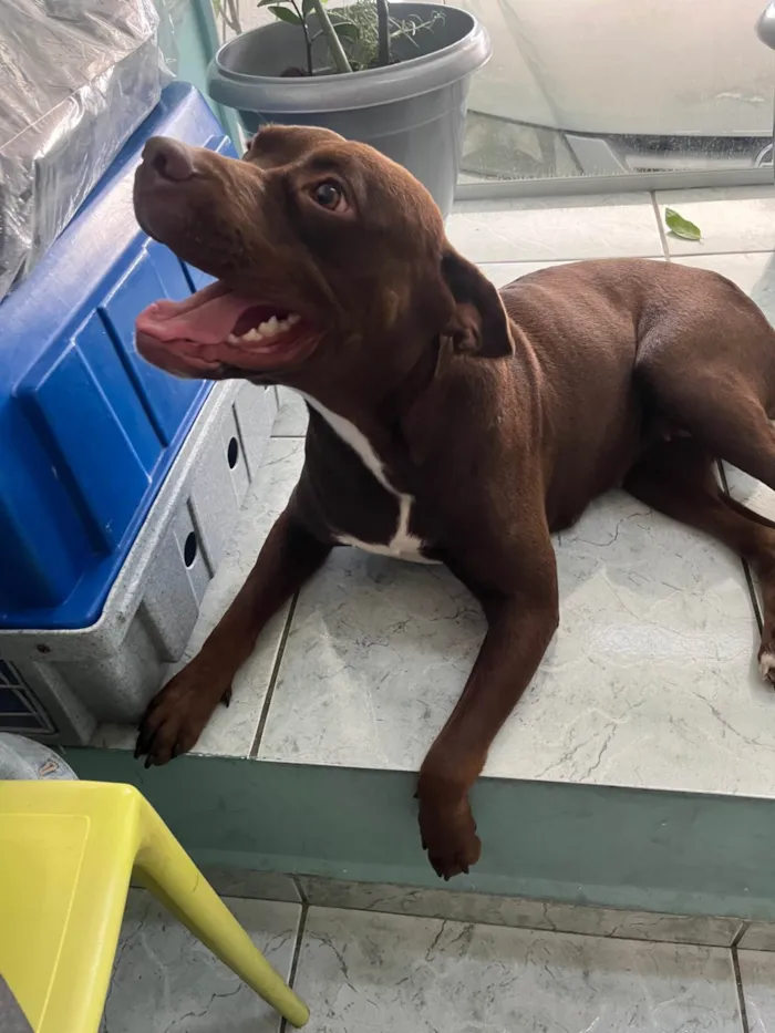 Cachorro ra a Pit-Bull idade 1 ano nome Odete