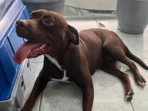 Cachorro raça Pit-Bull idade 1 ano nome Odete