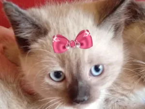 Gato raça Siamês idade 2 a 6 meses nome Cristal 