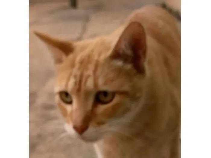 Gato ra a SRD-ViraLata idade 2 a 6 meses nome Marlon 
