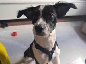 Cachorro raça SRD-ViraLata idade 7 a 11 meses nome Athena 