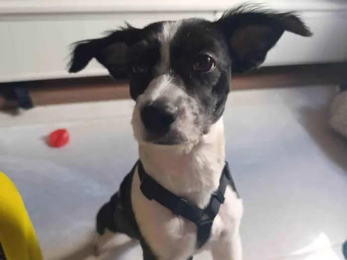 Cachorro ra a SRD-ViraLata idade 7 a 11 meses nome Athena 