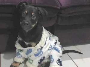 Cachorro raça SRD-ViraLata idade 2 a 6 meses nome Apollo