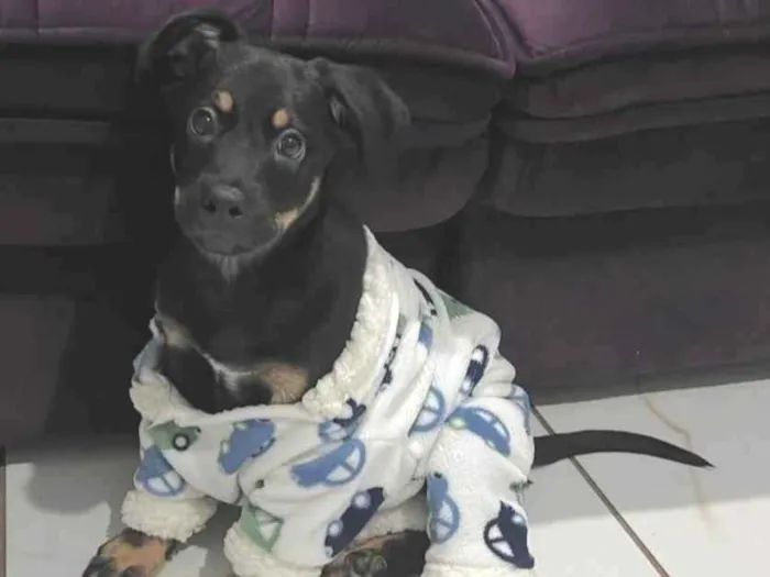 Cachorro ra a SRD-ViraLata idade 2 a 6 meses nome Apollo