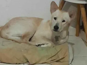 Cachorro raça Shaw Shaw misturado  idade 7 a 11 meses nome Revo