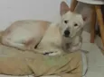 Revo