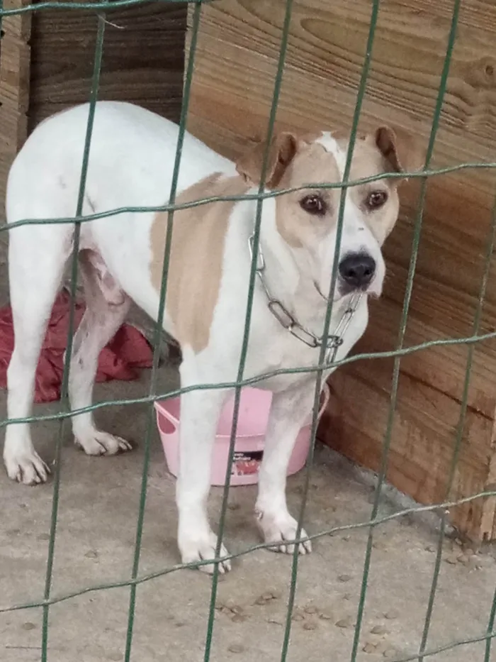 Cachorro ra a SRD-ViraLata idade 3 anos nome Galego 