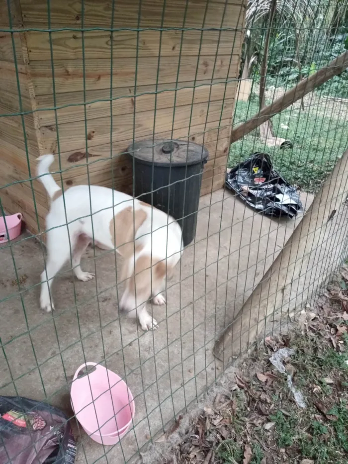 Cachorro ra a SRD-ViraLata idade 3 anos nome Galego 