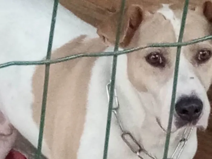 Cachorro ra a SRD-ViraLata idade 3 anos nome Galego 