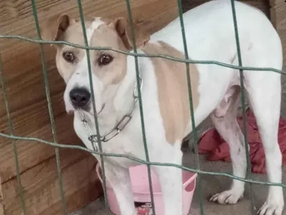 Cachorro raça SRD-ViraLata idade 3 anos nome Galego 