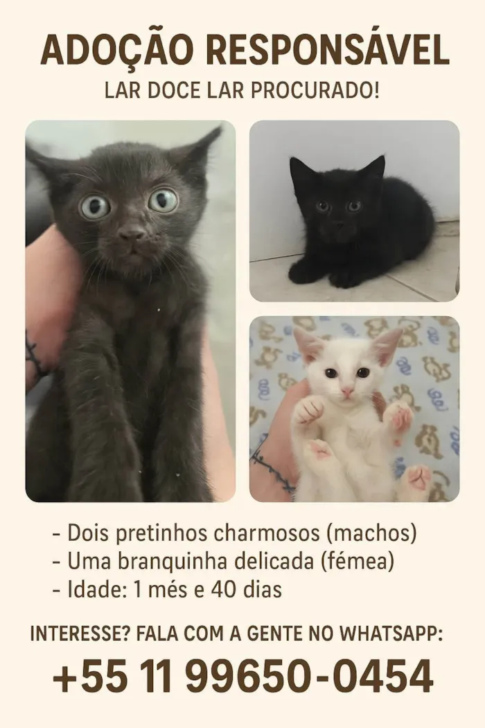 Gato ra a SRD-ViraLata idade Abaixo de 2 meses nome Lindos bebês