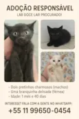 Lindos bebês