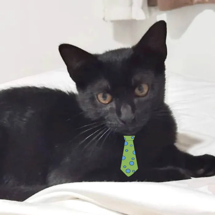 Gato ra a SRD-ViraLata idade 2 a 6 meses nome Gael 
