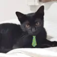 Gael