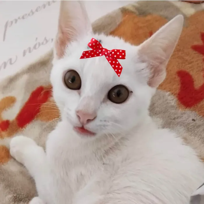 Gato ra a SRD-ViraLata idade 2 a 6 meses nome Naomi 