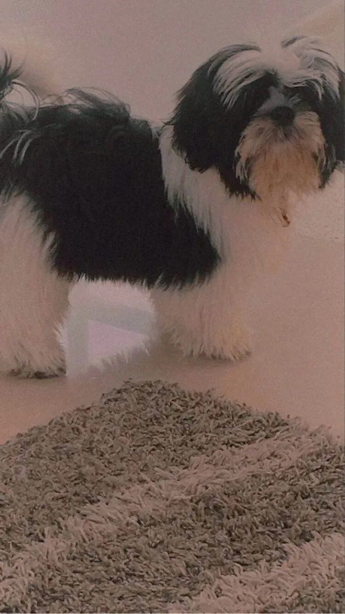 Cachorro ra a Shitzu idade Abaixo de 2 meses nome Bartô 