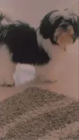 Bartô