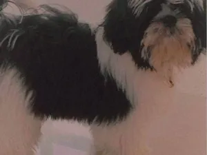 Cachorro raça Shitzu idade Abaixo de 2 meses nome Bartô 